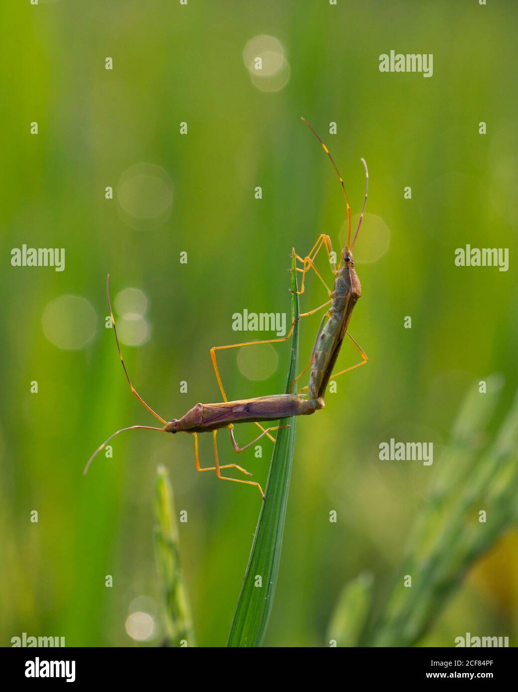 Reisohr Bug Paarung auf Reispflanzen Stockfoto
