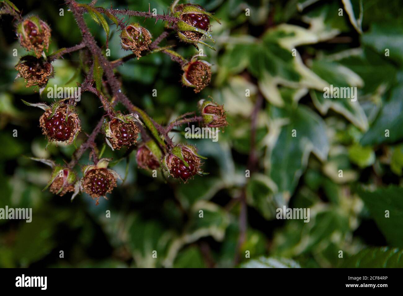 Sommerfrucht vor einem Efeu Hintergrund Stockfoto