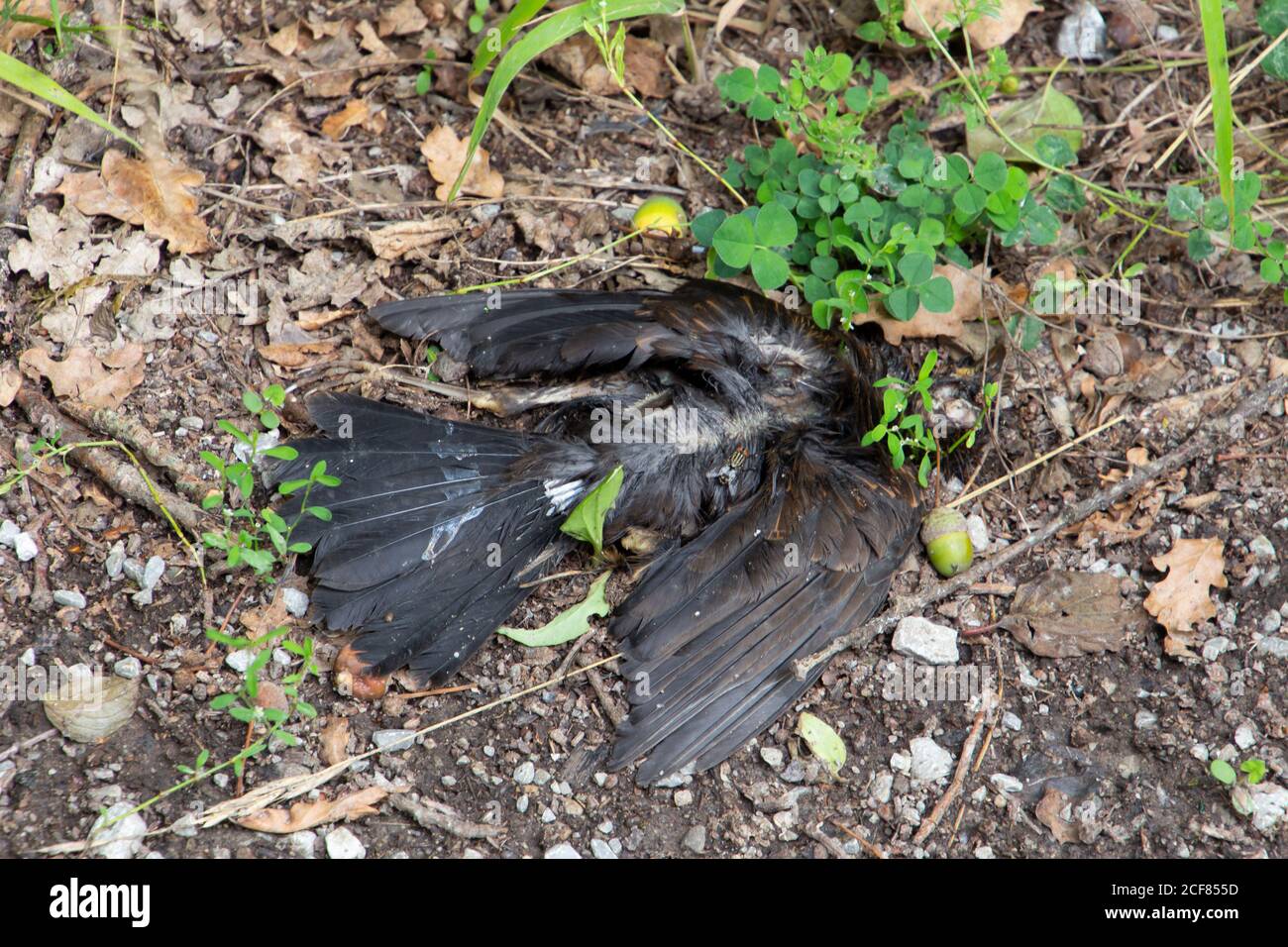 Dead Bird liegt auf einem Waldweg Stockfoto