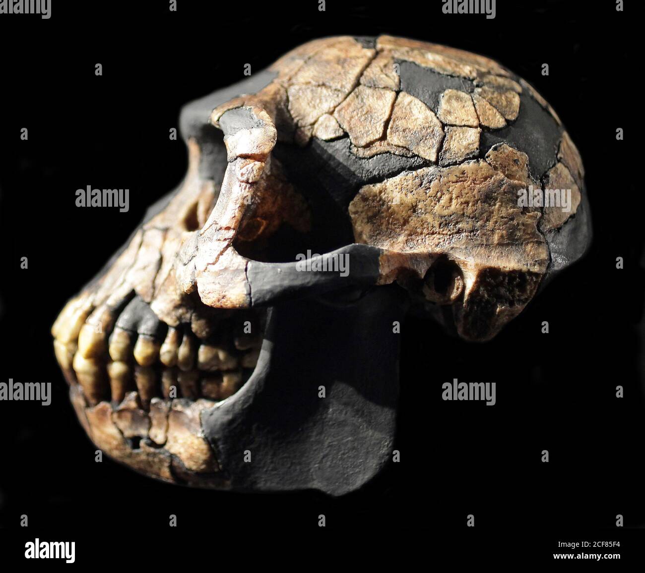 Ardipethecus ramidus Gattung des ausgestorbenen Hominins. Ardi-Skelett fossilisiertes partielles weibliches Hominidenskelett. Ardipithecus ramidus - ausgestorbener Primat. Gefunden in Asche Äthiopien. Stockfoto