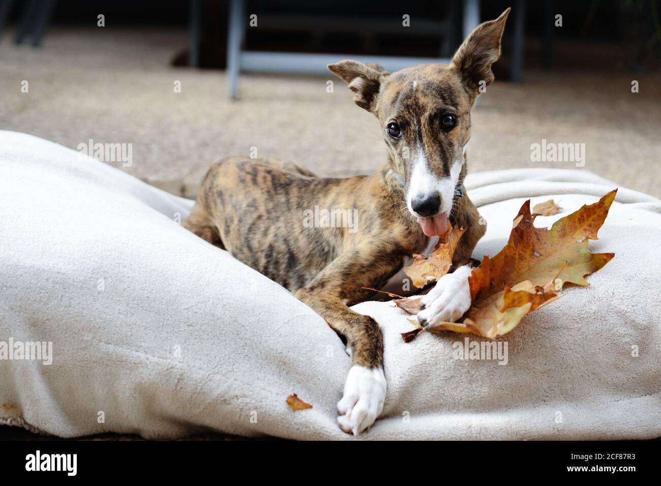 Spanischer Windhund Hund auf dem Teppich zu Hause Stockfoto