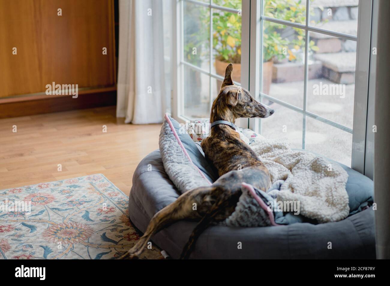 Spanischer Windhund Hund auf dem Teppich zu Hause Stockfoto