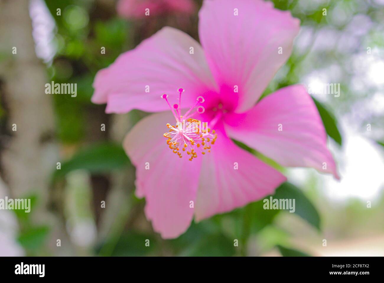 Rosa Bunga raya Blume Malaysia nationale Blume Bild Hintergrund Stockfoto