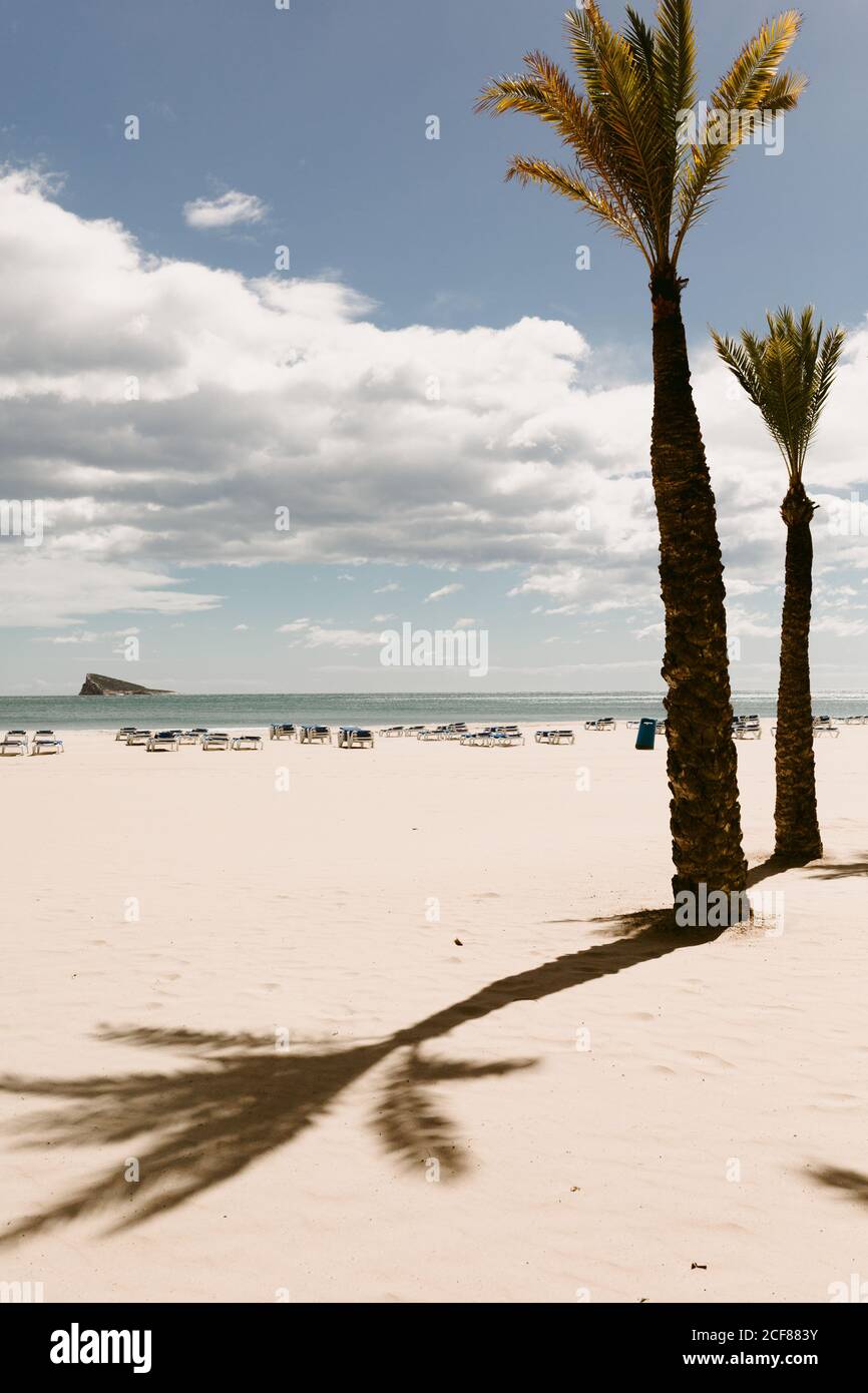 Tropische Palmen mit grünen Blättern wachsen an der Küste gegen malerische Himmel an sonnigen Tag Stockfoto