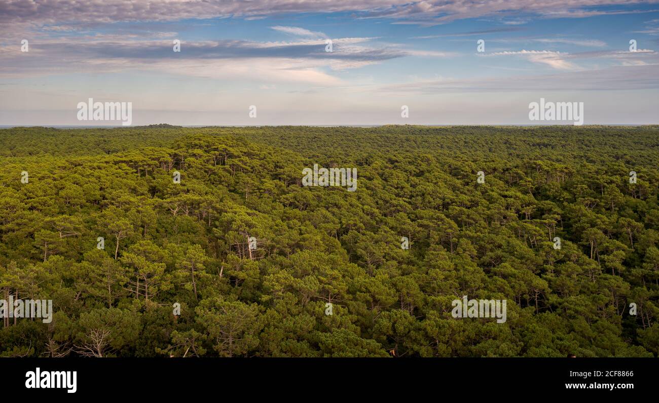 Wald der Seekiefer, Pinus Pinaster, neben der Düne von Pilat, Frankreich Stockfoto
