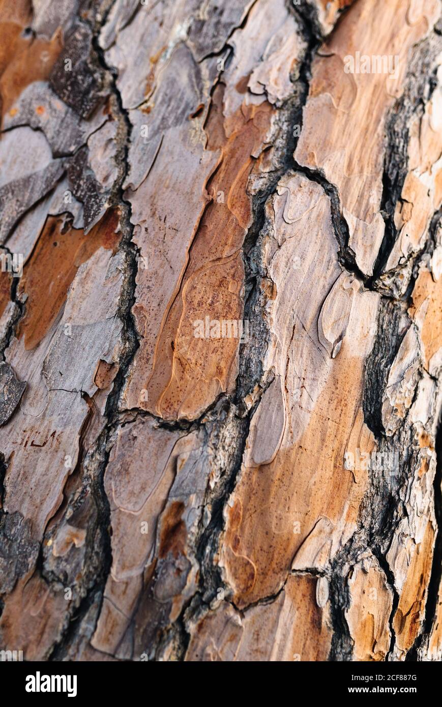 Nahaufnahme des alten Baumstammes trockene hellbraune Rinde mit Raue und unebene Oberfläche mit Rissen am Nachmittag Stockfoto