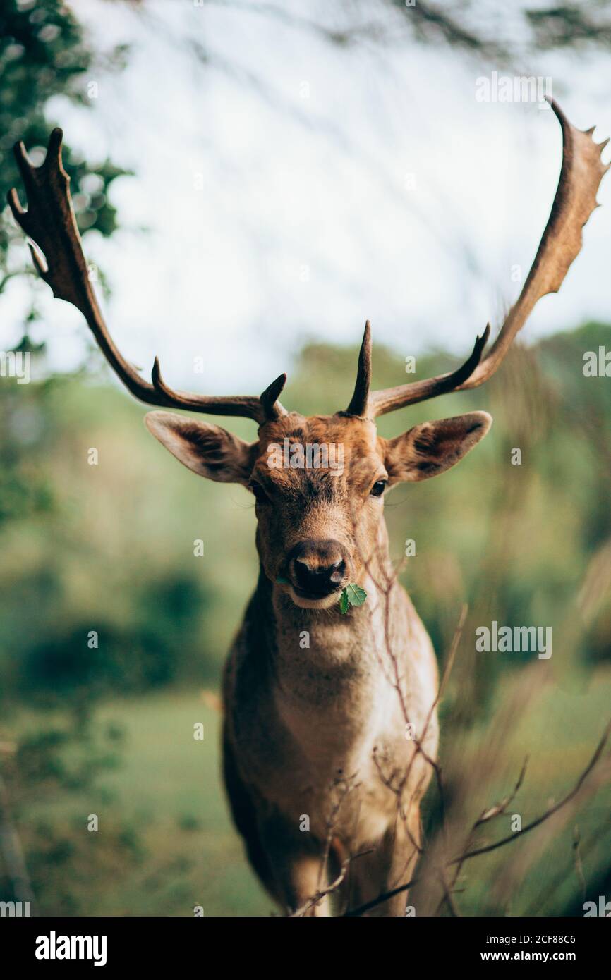 Junge Wapiti mit großen Geweihen kauen grüne Blätter beim Weiden Auf verschwommenem Hintergrund der Natur Stockfoto