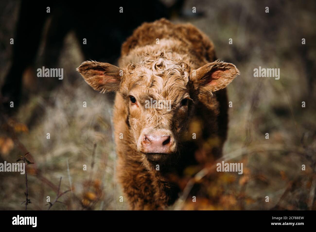 Braunes Kuhkalb beim Betrachten der Kamera, während es auf einem steht Wiese Stockfoto
