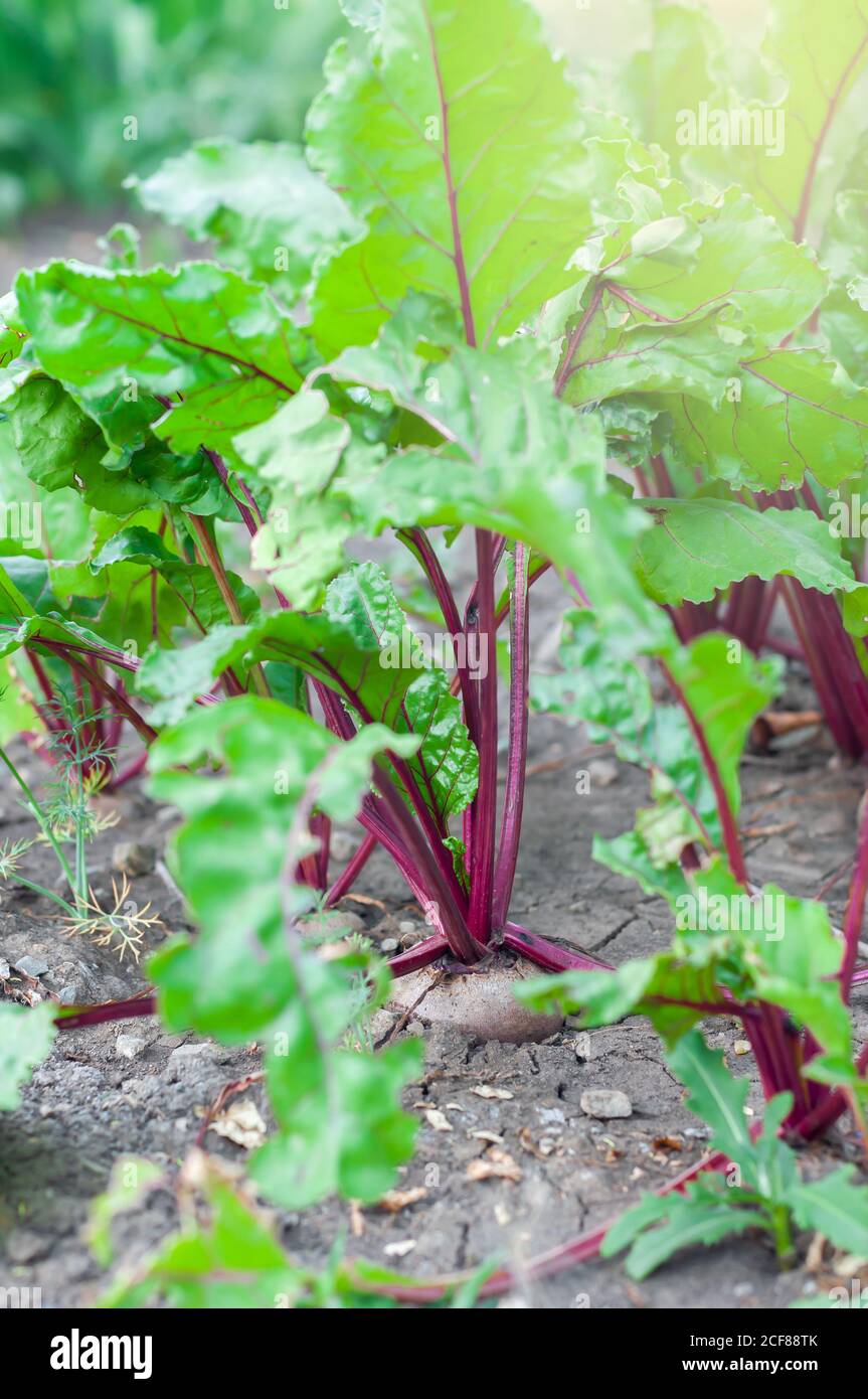 Bio-Rüben im Gemüsegarten, Nahaufnahme, vertikale Ausrichtung Stockfoto