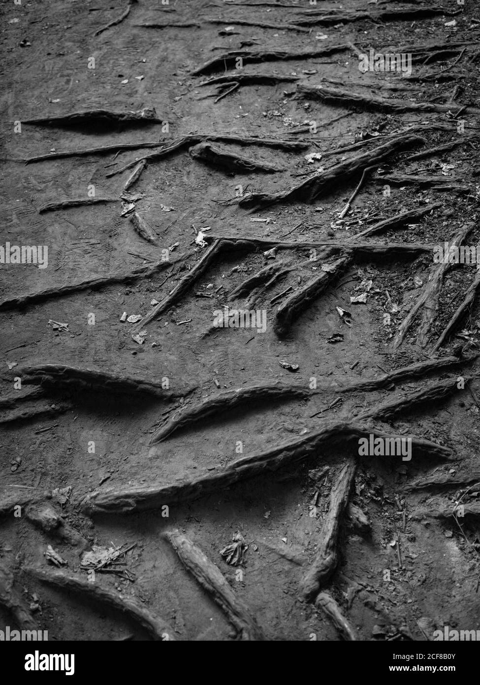 Hoher Winkel Graustufen Schuss von Baumwurzeln ragen aus Der getrocknete Boden Stockfoto