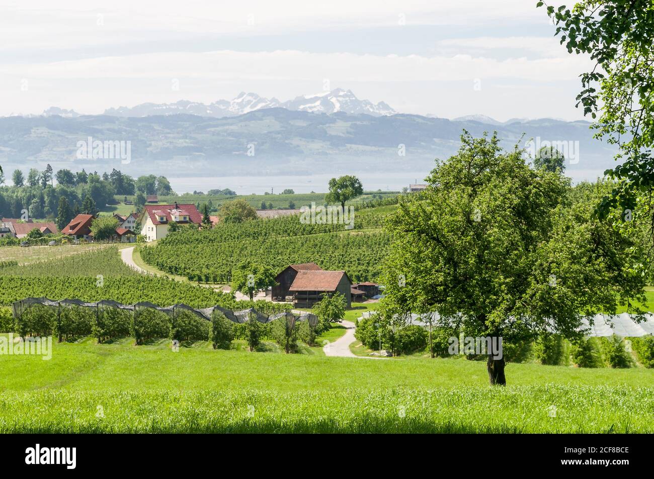 Kulturlandschaft mit Obstplantage in der Nähe von Lindau am Bodensee Stockfoto