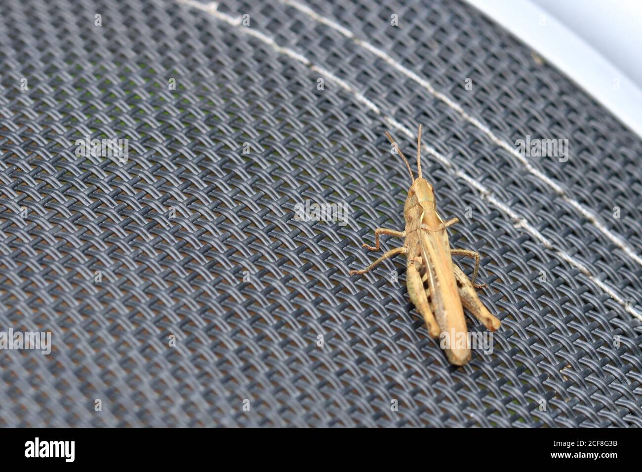 Eine Locust (Orthoptera) isoliert auf Gartenstuhl Stockfoto