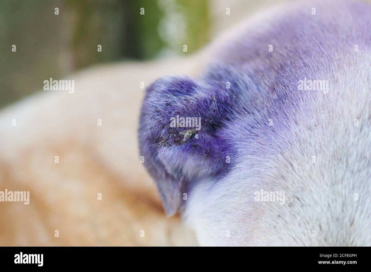 Ein Fliegenbiss Hundeohr Nahaufnahme. Thema Tierarzt Stockfoto