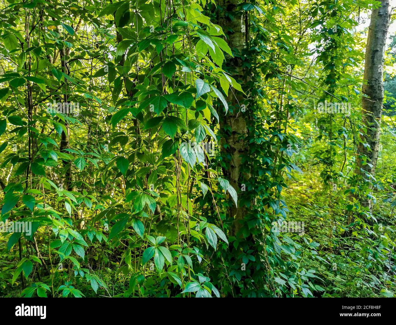 Kletterpflanzen hängen von Birken im Wald von Leherheide, Bremerhaven  Stockfotografie - Alamy