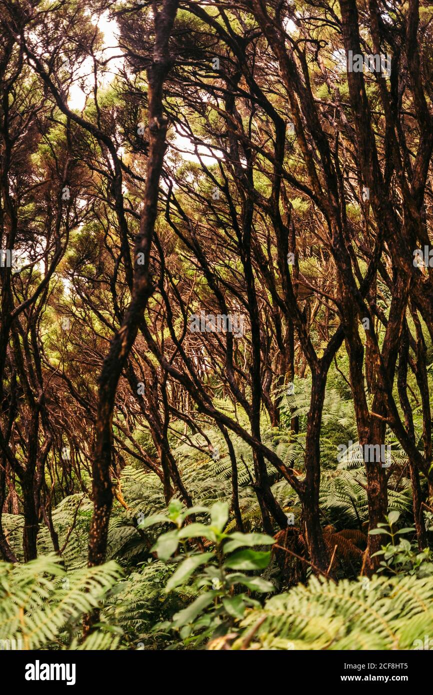 Großes grünes Blatt von tropischem Farn mit wildem Grün an Hintergrund im Dschungel der Halbinsel Coromandel Stockfoto