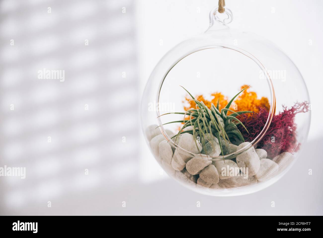 Saftige dekorative bunte Pflanzen in hängenden sphärischen transparenten Glas Terrarium In hellem Raum Stockfoto