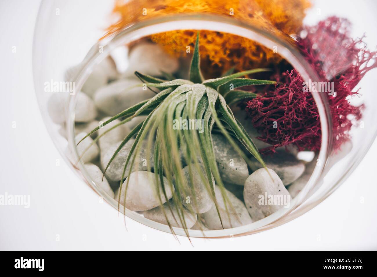 Saftige dekorative bunte Pflanzen in hängenden sphärischen transparenten Glas Terrarium In hellem Raum Stockfoto
