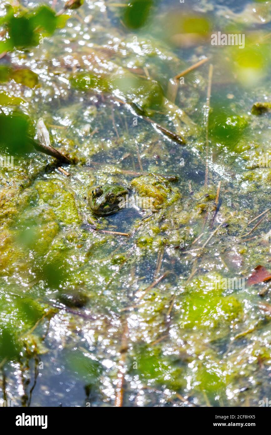 Perez-Frosch, auch bekannt als iberischer Wasserfrosch, iberischer Grünfrosch oder Coruna-Frosch (Pelophylax perezi) Stockfoto