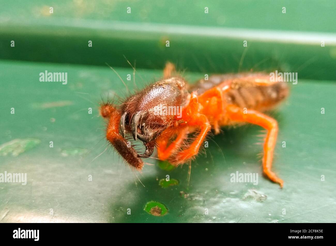 Ein Bild von schwarzer Ameise mit unscharfen Hintergrund Stockfoto