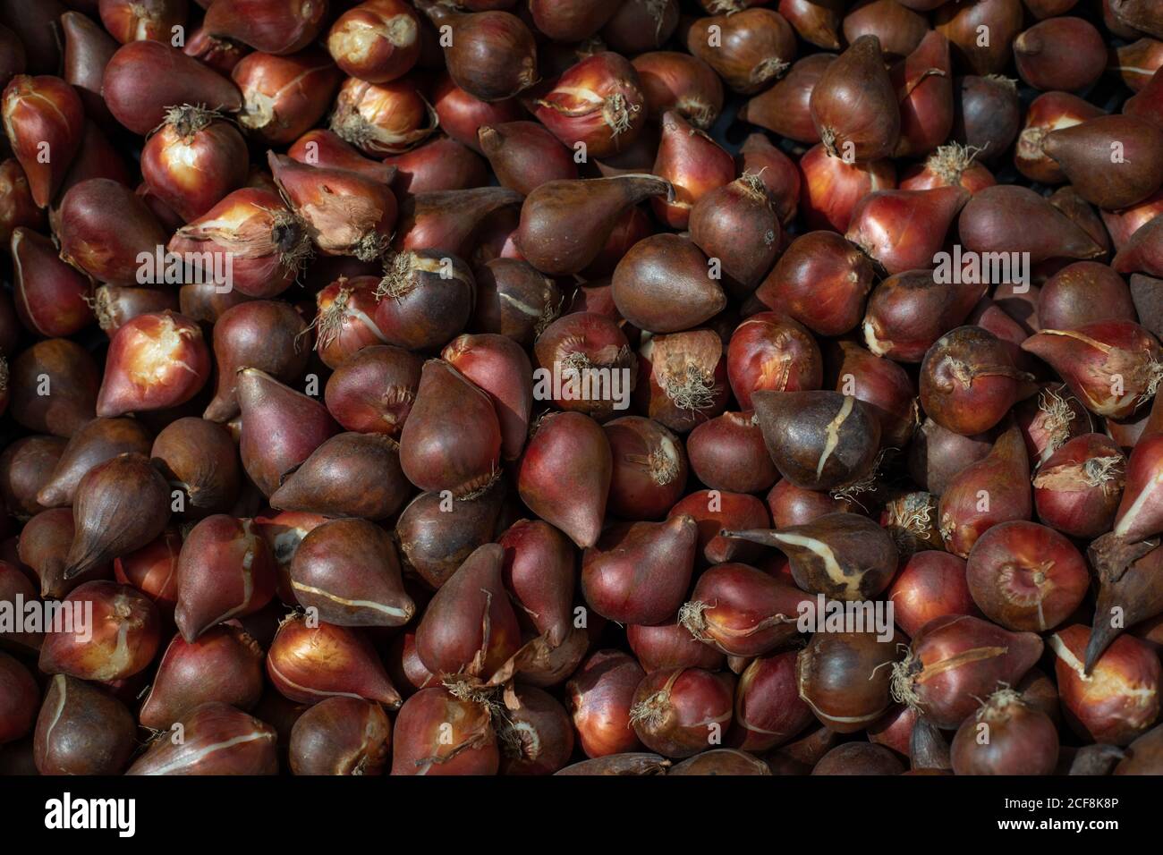 Dunkelrote Tulpenbirnen von dunklen Sorten. Züchten holländischer Tulpen im Garten. Burgund weinfarbene Blumenzwiebel bereit zum Pflanzen Stockfoto