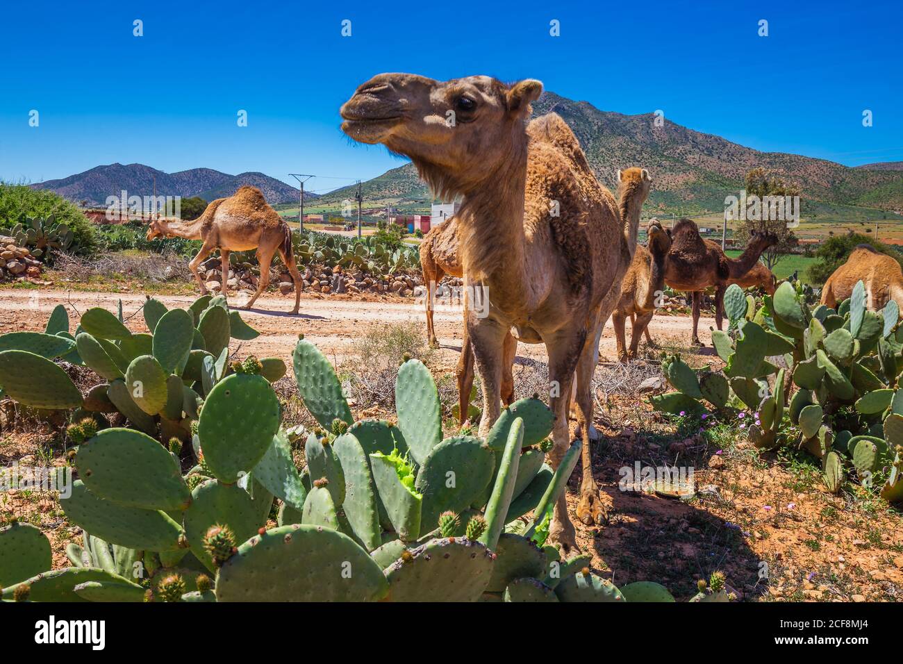 Kamel fressender kaktus -Fotos und -Bildmaterial in hoher Auflsung  Alamy