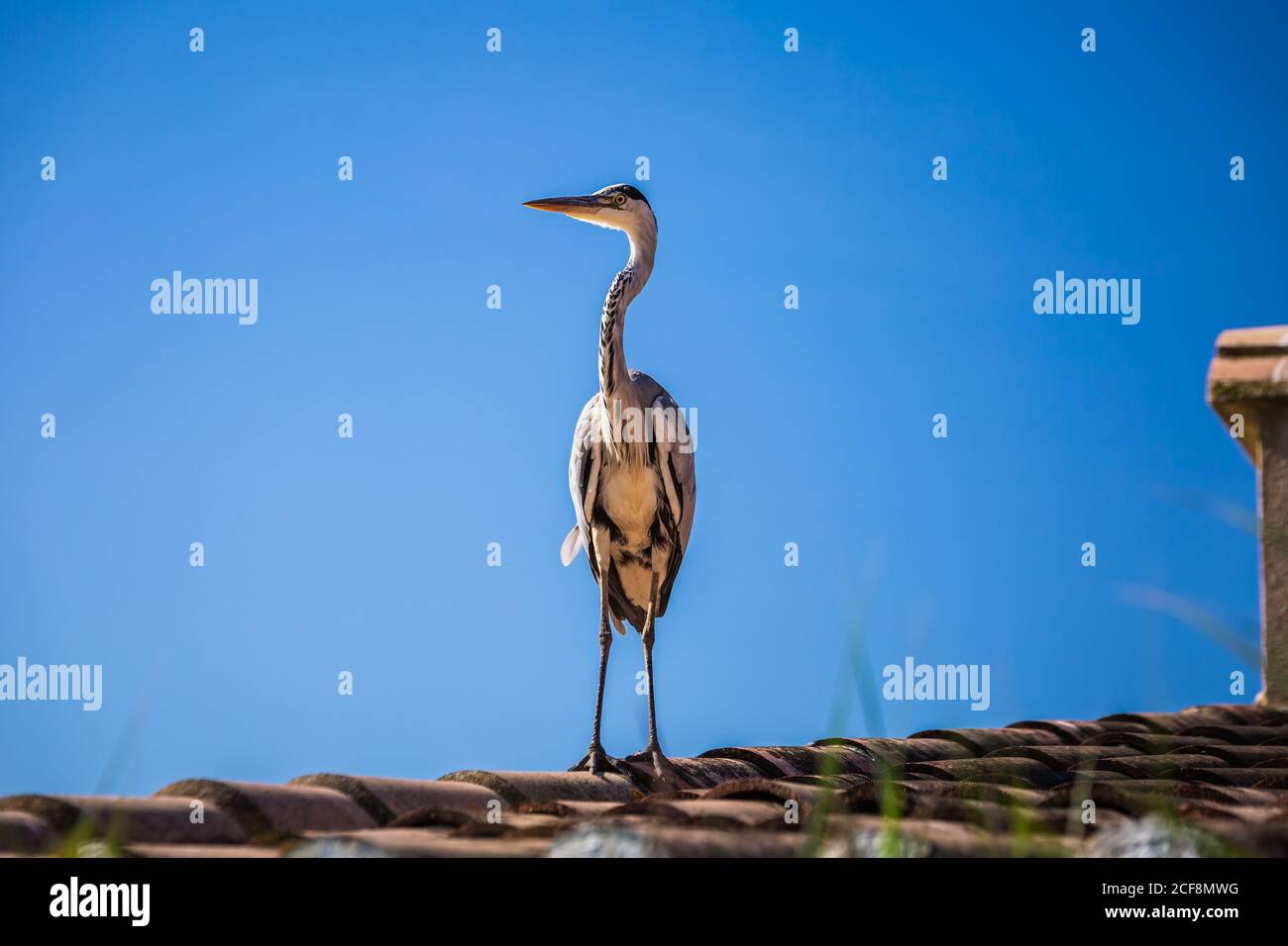 Krane auf dem Dach in Camargue, Frankreich. Stockfoto
