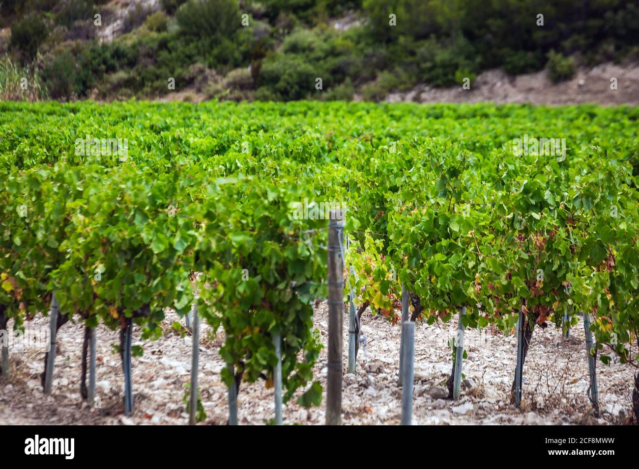 Weingut rund um die Stadt Arles, Frankreich. Stockfoto