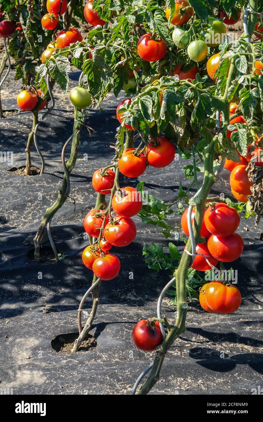Kunststoff Mulch, Mulchen Pflanzen, Vorteile - ausgesetzt Unkraut, Wassereinlagerungen und Boden Mikroklima, in der Regel einfacher Wartung, Reifung Tomaten Stockfoto