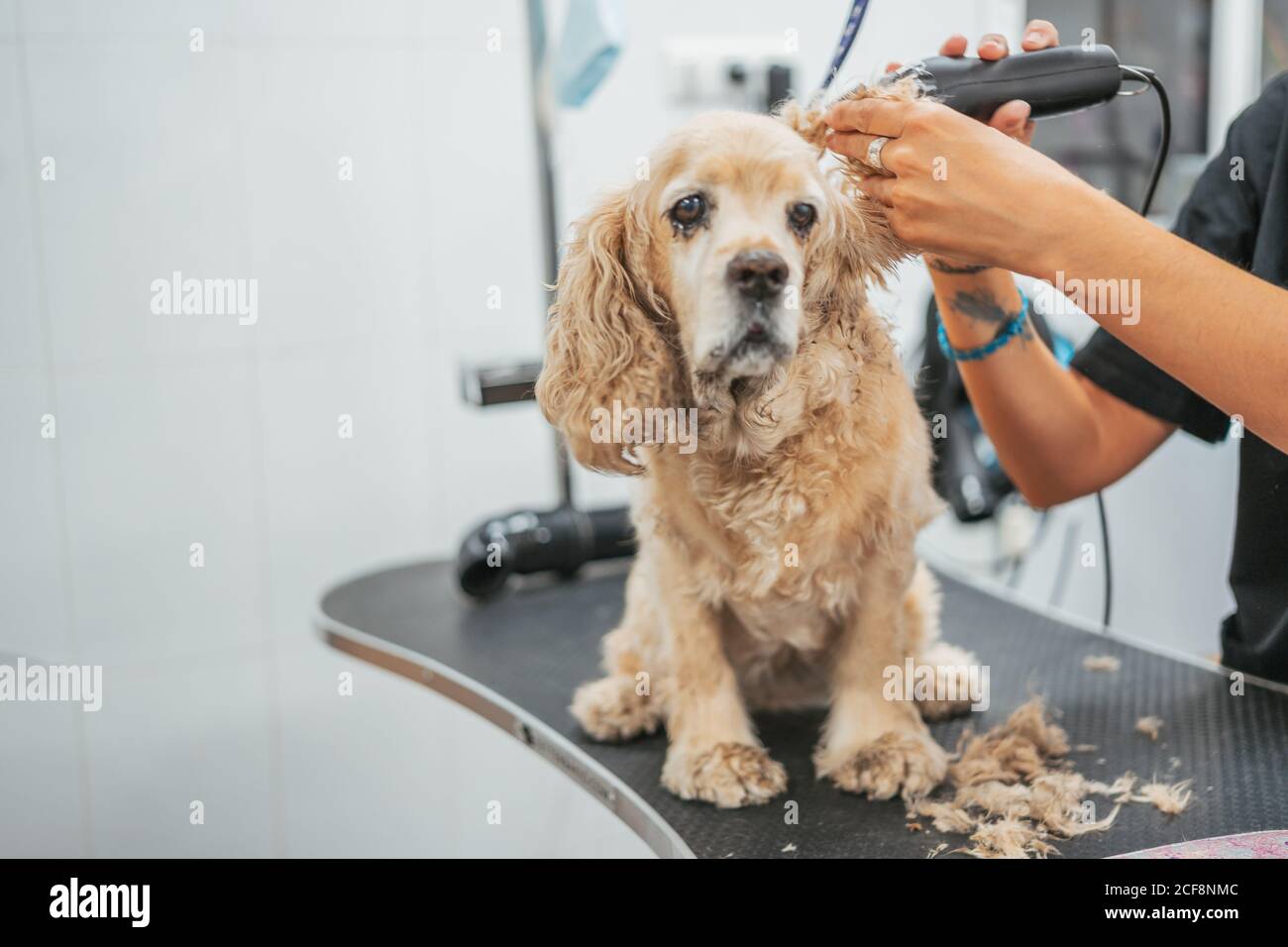 Anonyme Frau, die im Friseursalon Pelz am Ohr des traurigen Spanielhundes mit einem elektrischen Rasierer auf dem Tisch trimmt Stockfoto