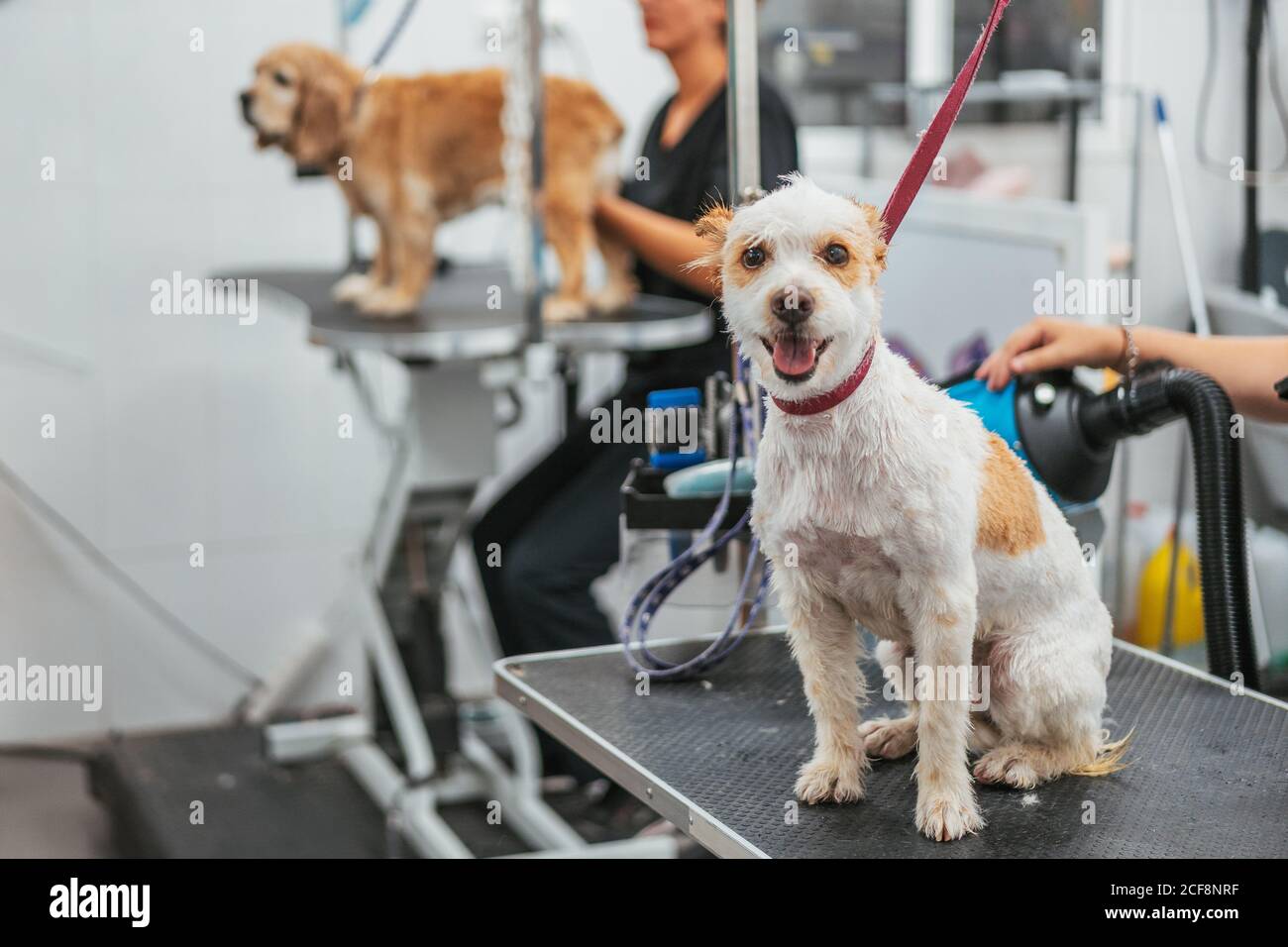 Liebenswert Terrier Hund mit Leine sitzt auf Pflegetisch während Besuch im modernen Salon Stockfoto