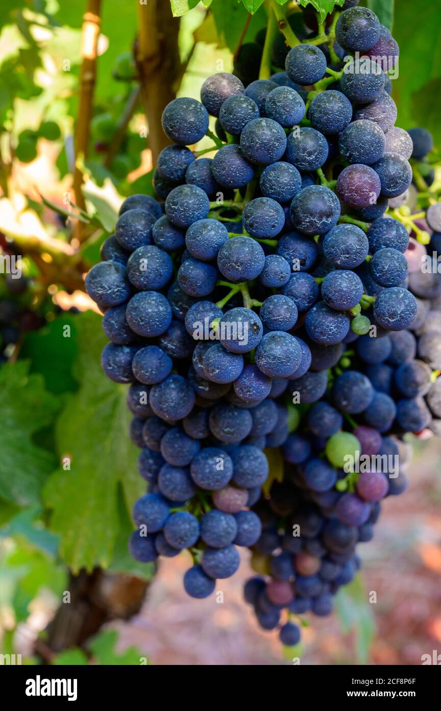Reife rote Trauben wachsen auf Weinbergen in Kampanien, Süditalien für die Herstellung von Rotwein aus der Nähe verwendet Stockfoto
