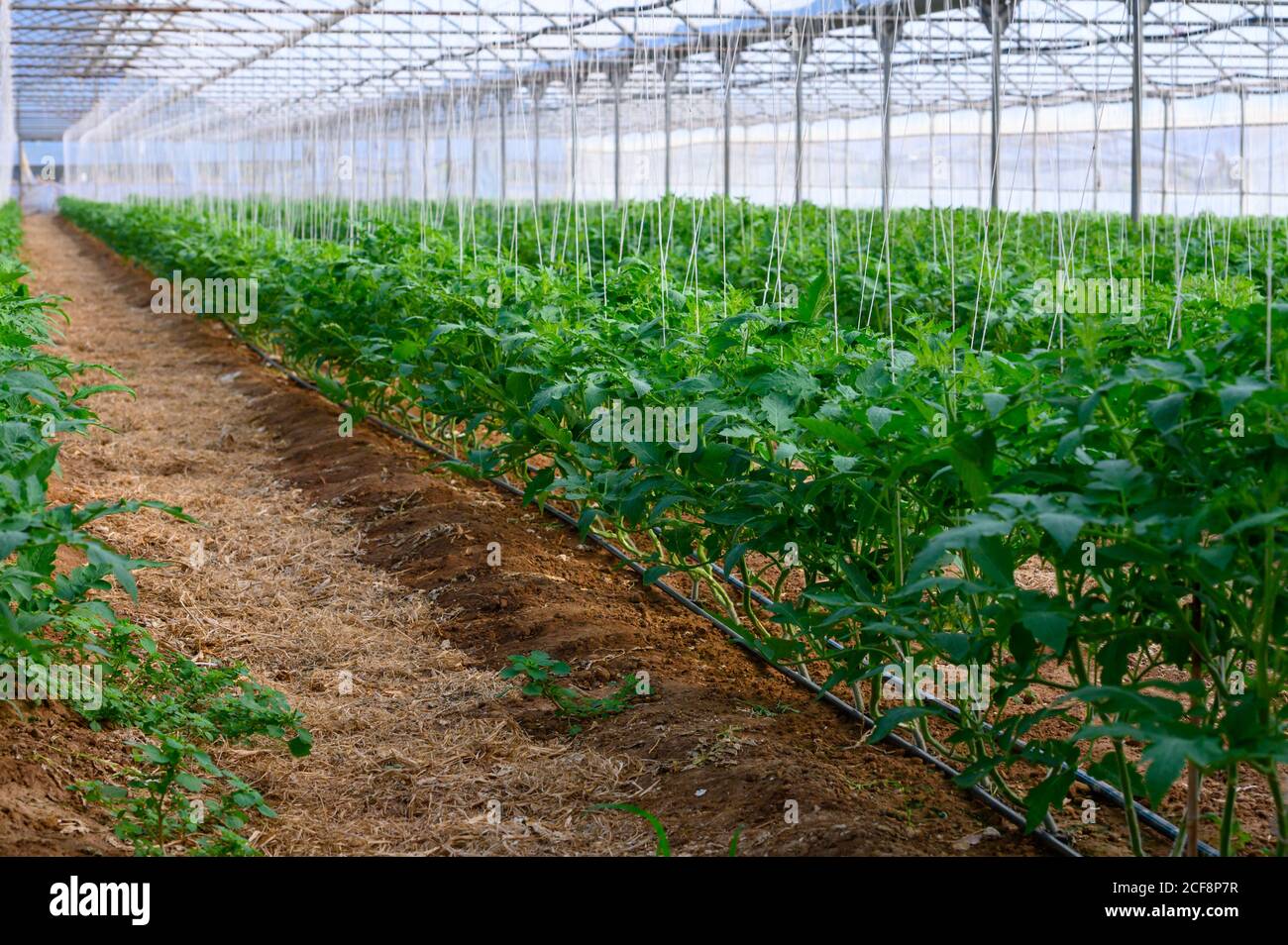 Anbau von Bio-Tomaten Pflanzen in Kunststoff-Gewächshäusern in Latium,  Italien Stockfotografie - Alamy