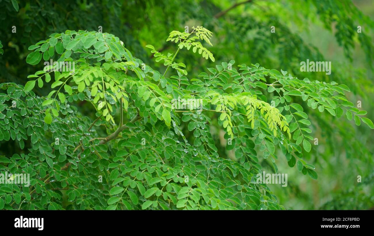 Erstaunliche helle grünliche Blätter von Sahjan oder Moringa Baum. Stockfoto
