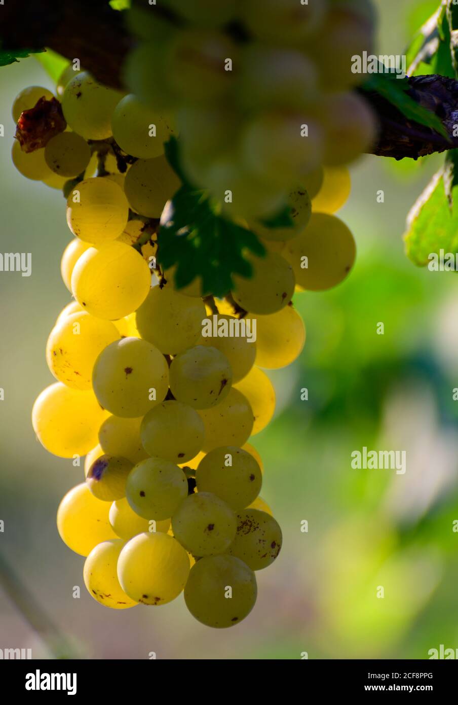 Reife weiße Trauben wachsen auf Weinbergen in Kampanien, Süditalien für die Herstellung von Weißwein aus nächster Nähe verwendet Stockfoto