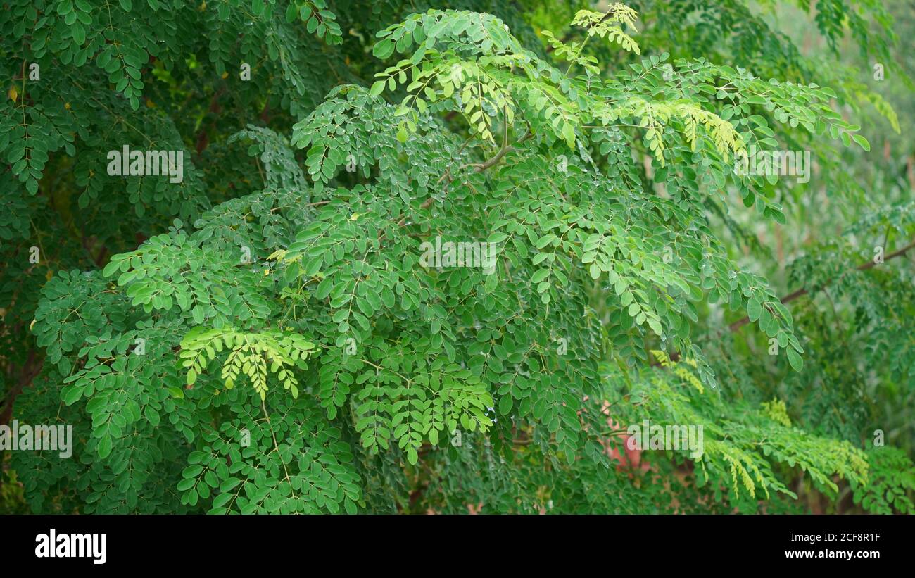 Erstaunlich helle grünliche Blätter von Drumstic oder Moringa Baum. Blick auf die grüne Gartenlandschaft. Es ist auch Sahjan Baum in Indien bekannt. Stockfoto