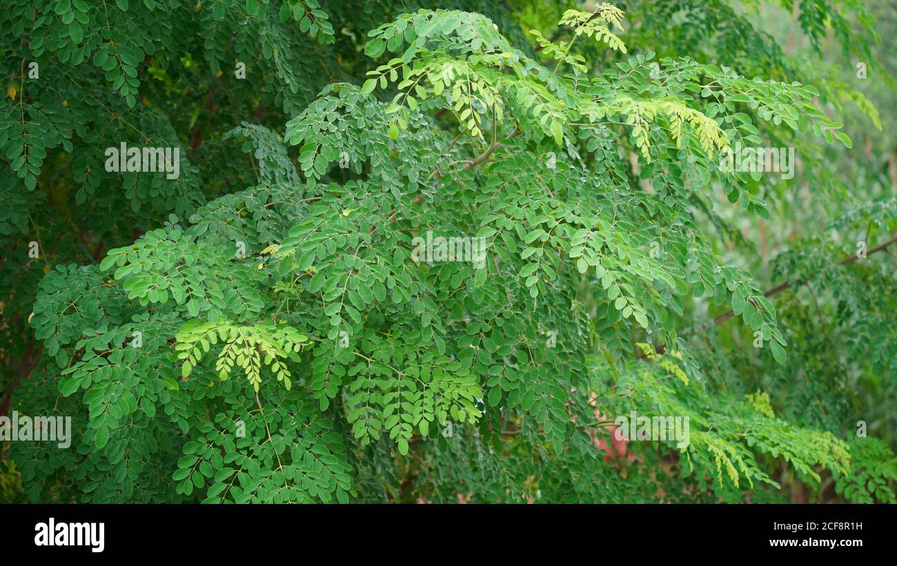 Erstaunliche helle grünliche Blätter von Sahjan oder Moringa Baum. Stockfoto