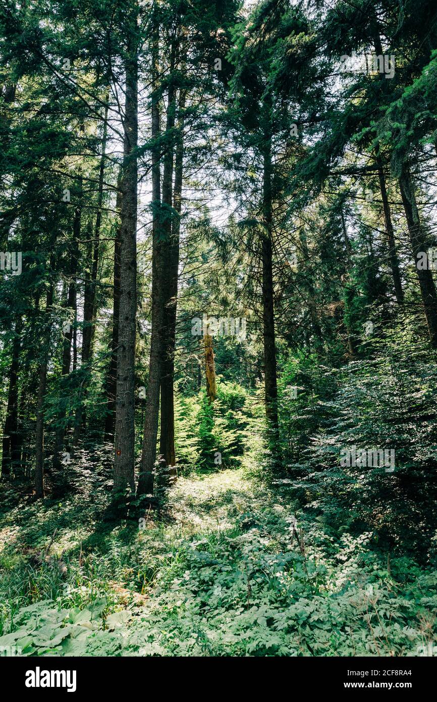 Blick auf den tiefen Wald in den Bergen Stockfoto