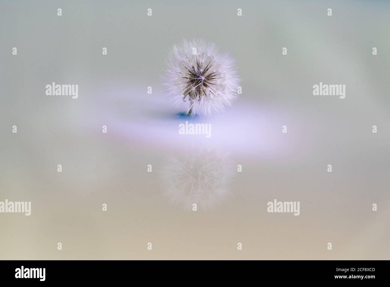 Nahaufnahme der Löwenzahn-Glühbirne in weichem kaltem Licht mit lila Schatten auf Spiegelhintergrund Stockfoto