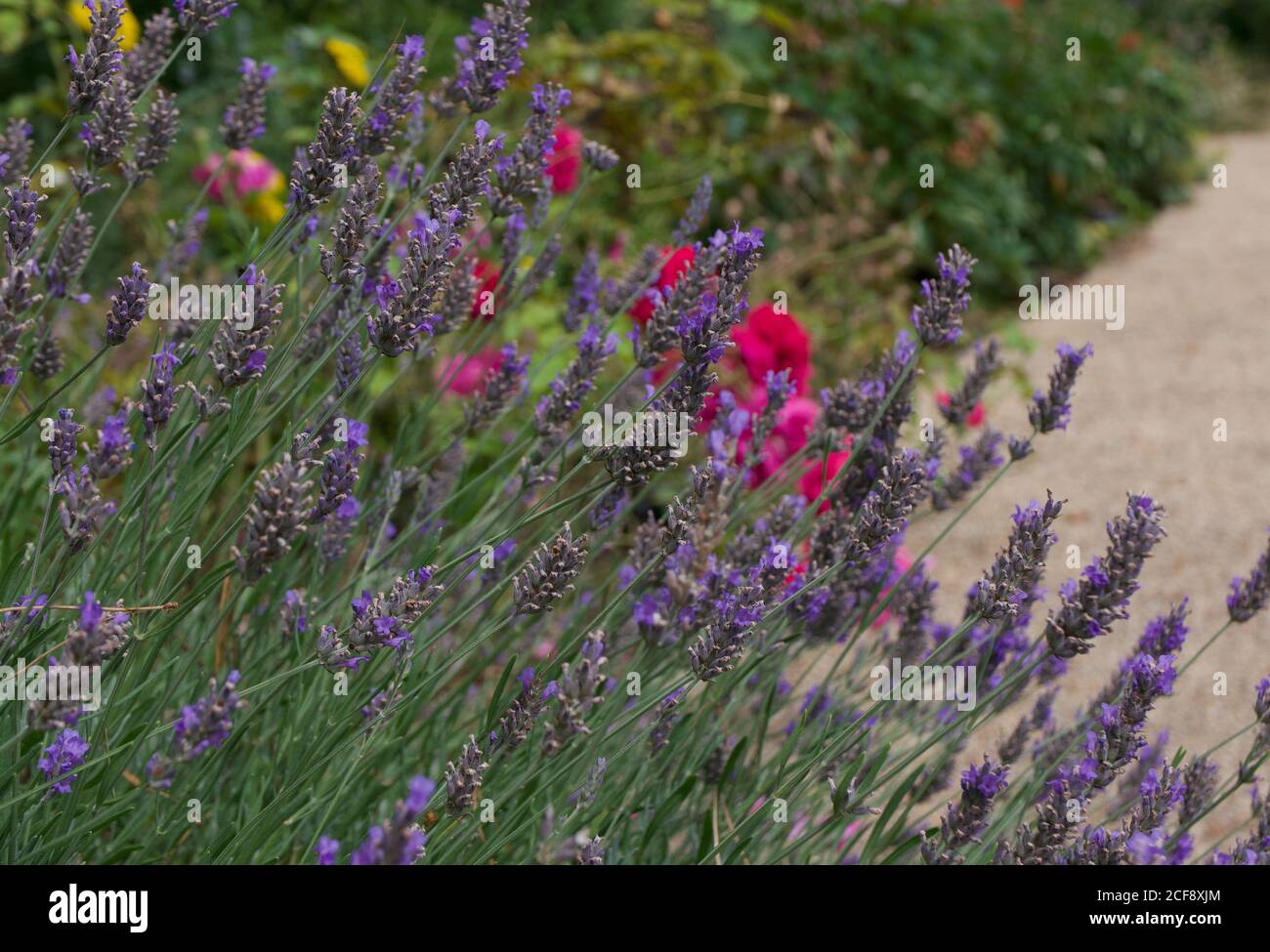 Gartenblumenbeet mit Lavendel und rosa Rosen neben dem Weg