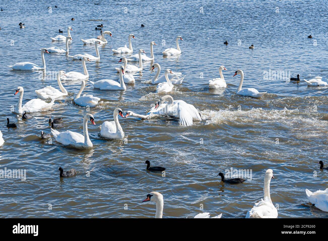 Eine Schlägerei und Verfolgungsjagd unter Schwanen. Eine riesige Schar stummer Schwäne versammelt sich auf dem See. Cygnus olor. Stockfoto