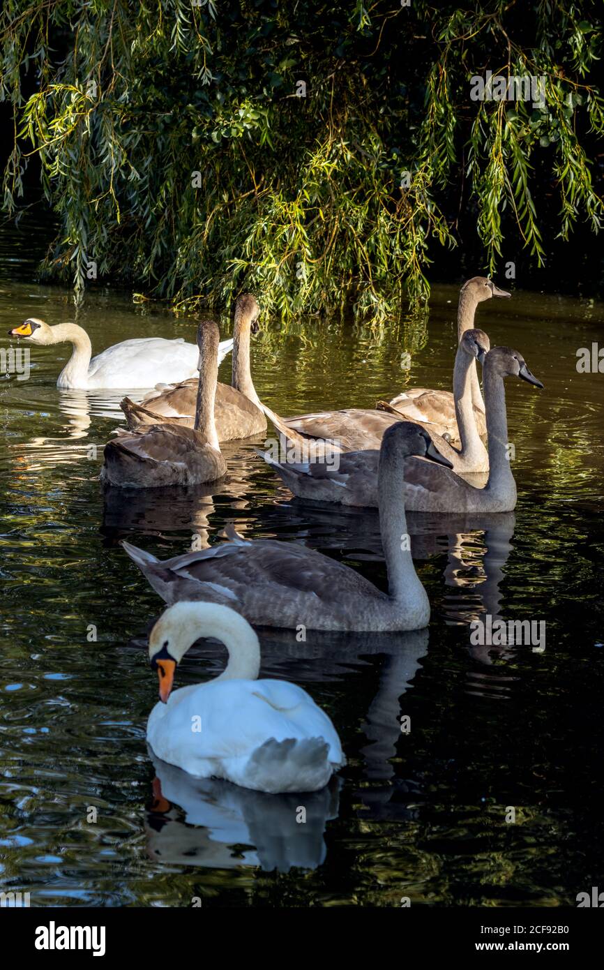 Stumme Schwäne und Cygnets erleuchtet in der Sonne auf Hedgecourt See Stockfoto