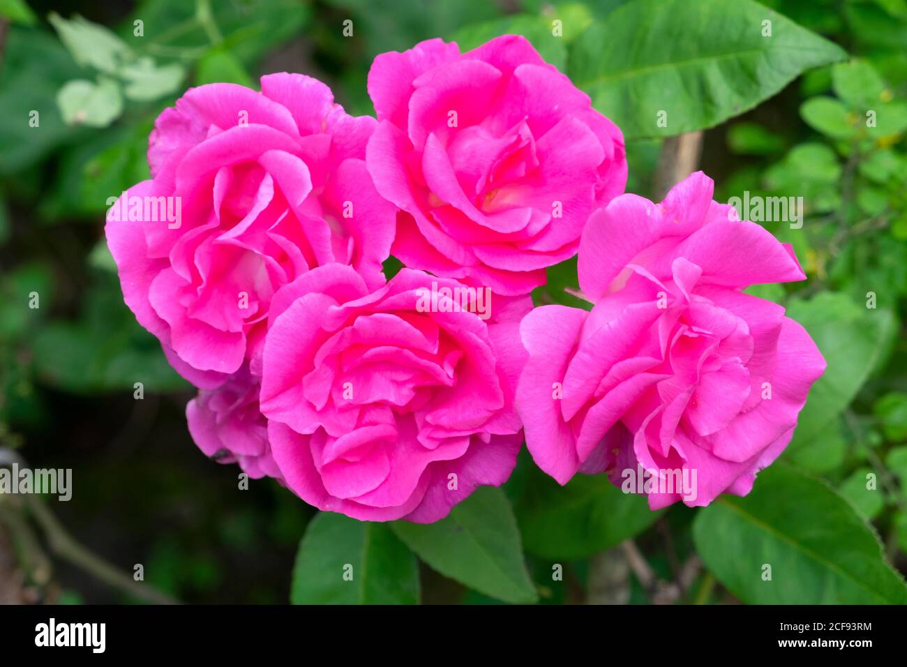 Zephiriine Drouhin Rose rosa Rosen Nahaufnahme in der Blüte In einem Garten im August Carmarthenshire Wales Großbritannien KATHY DEWITT Stockfoto