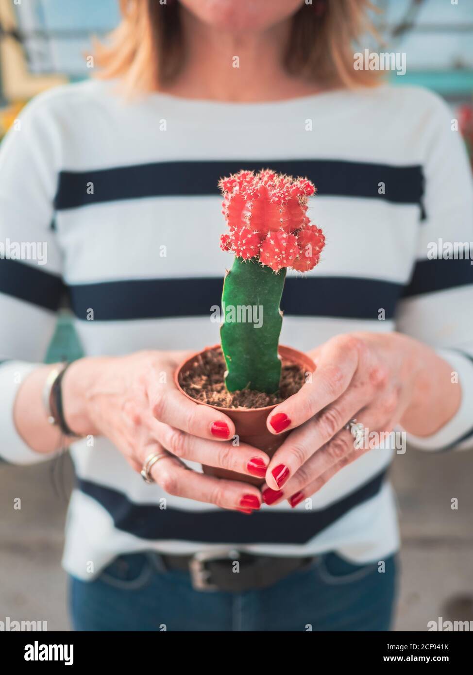 Crop gepflegte Hände der Frau hält eingetopften grünen Kaktus mit schönen roten Blume auf verschwommenem Hintergrund Stockfoto