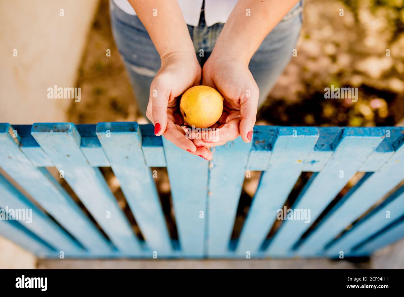 Von oben Ernteansicht einer Frau, die im Sommer gelben Apfel über einem niedrigen Holzzaun auf unscharfem Hintergrund hält Stockfoto