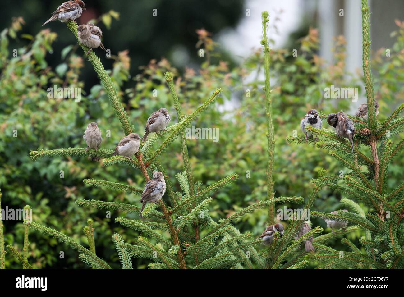 Haussperling (Passer domesticus) 3. August 2020 © Wojciech Strozyk / Alamy Stockfoto Stockfoto