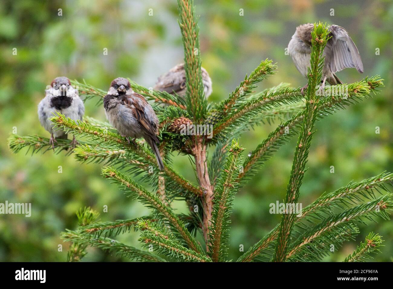 Haussperling (Passer domesticus) 3. August 2020 © Wojciech Strozyk / Alamy Stockfoto Stockfoto