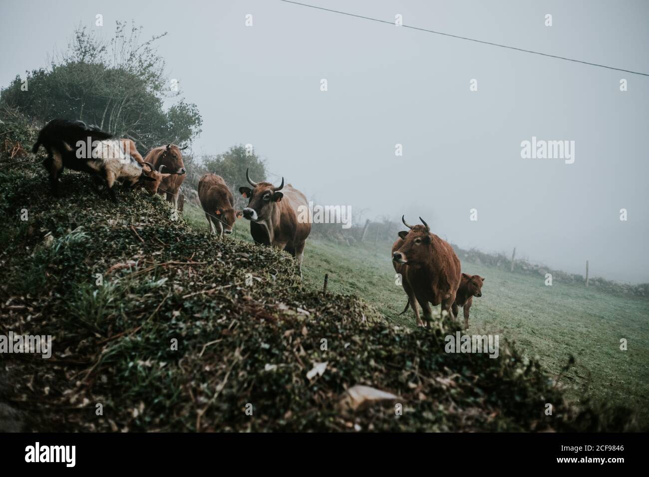 Die Gruppe der Rinder pasting auf den grünen Wiesen in nebligen Morgen Auf dem Land Stockfoto