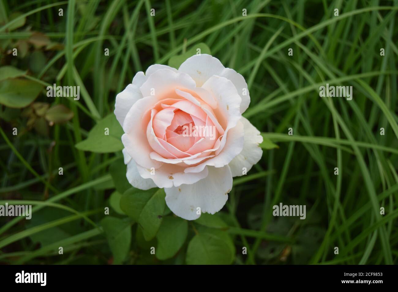 Es ist immer schön zu stoppen und bewundern Sie die schönen kleinen Dinge, die die Natur bietet. Stockfoto