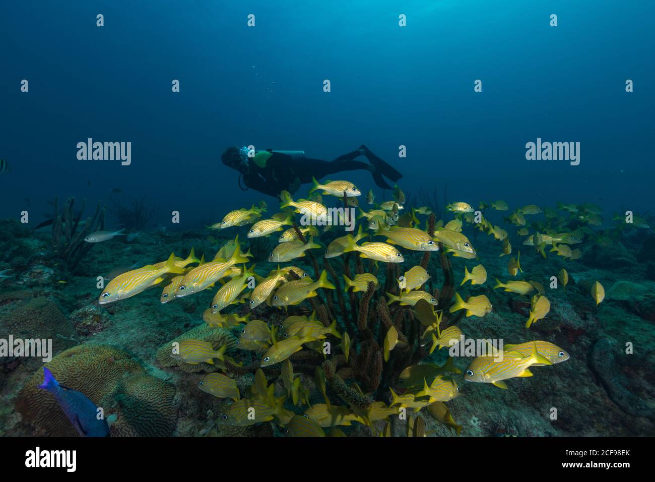 Taucher mit Aqualung beim Schwimmen exotische hellgelbe Fische studieren Entlang in der Tiefe des Ozeans am Boden Stockfoto
