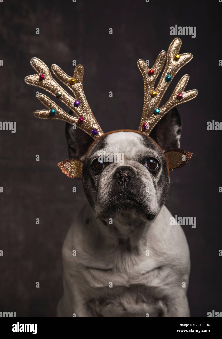 Schöne französische Bulldogge mit goldenem Rentiergeweih mit Quasten von grauen Farben auf grauem Hintergrund. Weihnachtskonzept. Stockfoto
